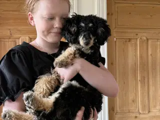 Puddel tæve
