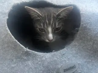 Kat søger nyt hjem