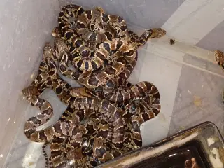 Falske vandkobra  (hydrdynstes gigas)