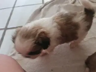 En Pekingeser dreng tilbage