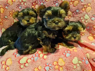 Små Yorkshire Terrier hvalpe