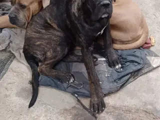 Cane Corso Italiano hvalp sælges 