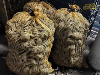 Kartofler/ Læggekartofler