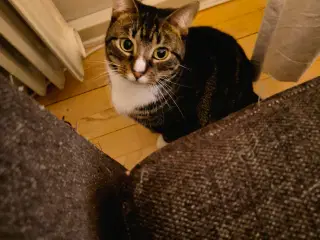 Kat søger nyt hjem - Gratis 