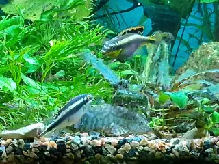 Kribensis hun sælges/byttes til han