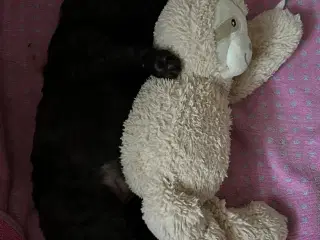 Hundehvalp Cockerpoo 5 uger 