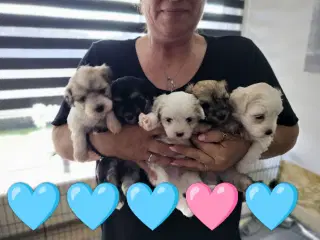 Maltipoo hvalpe 