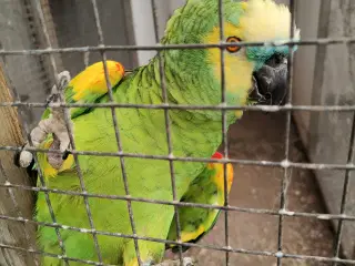 Blåpandet Amazone papegøjer 