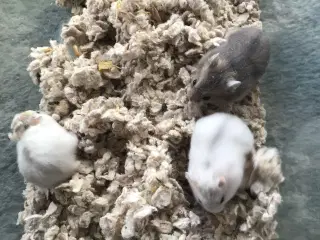 Hamster cambells