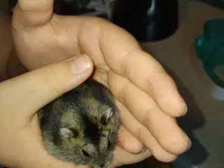 Vinterhvid dværghamster han