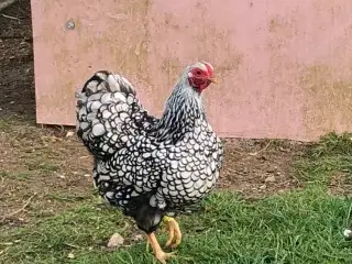 Dværg wyandott høner