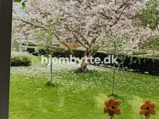 Hjembytte - Hagavej