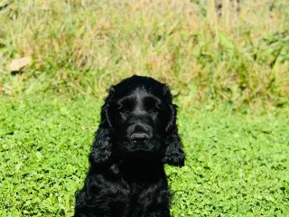 Engelsk Cocker spaniel