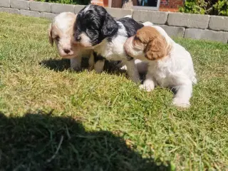 Cavapoo