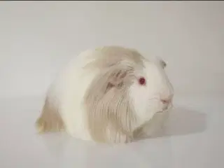 Marsvin Sheltie 