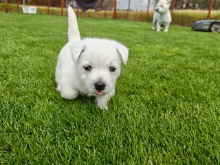 Westie hvalpe allergivenlige 
