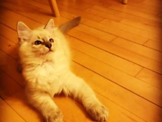 Ragdoll killing, 5 mdr.