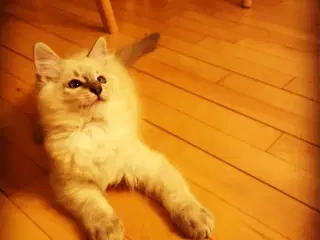 Ragdoll killing, 5 mdr.
