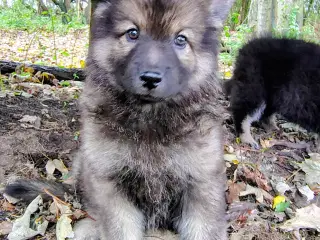 Finsk lapphund / langhåret schæfer hvalpe