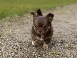 Chihuahua han hund