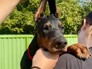 Dobermann puppies for sale