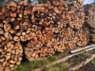 Skovfyr i bundter - samlet salg 10 bundter - læs m