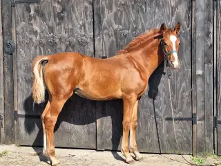 Hingstføl af Hannoraner og Frederiksborger