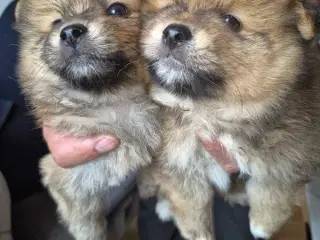 Pomeranian
