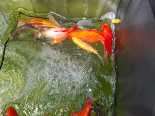 guldfisk 