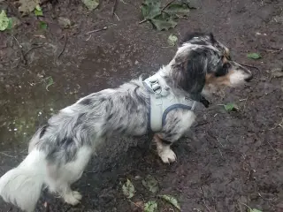 Parring merle Gravhund han