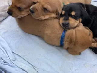 Søde standard gravhunde korthåret 