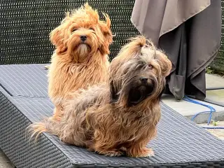 Bichon Havanais