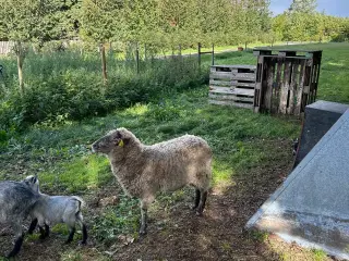Ertebølle vædder 3 år med stamtavle 