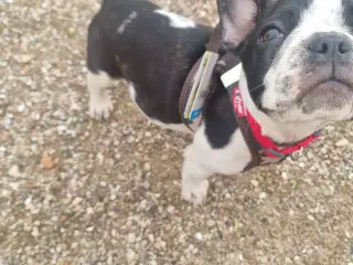 Fransk bulldog sælges