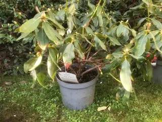 Rhododendron R. Nova Zembla