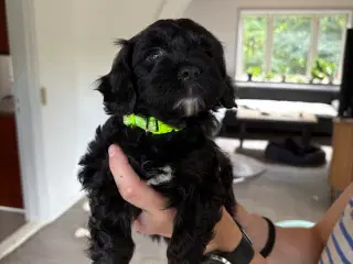 Allergivenlige hvalpe - shih poo