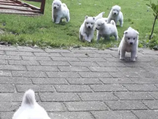 Samojed/Spids hvalpe 8 uger 30/8