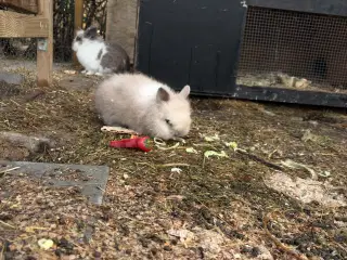 Løvehoved Han Kanin Sælges