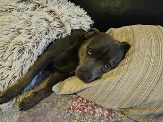 DKK Hanhund til parring søges