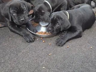 CaneCorso hvalpe