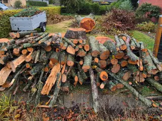 Nyfældet træ Bøg - til brænde