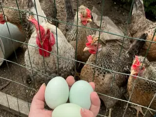 Rugeæg Creme Legbar