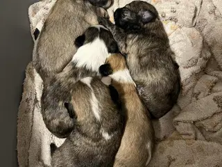 Kun 2 lækre hanner tilbage. Små blandinger