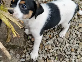 Dansk svensk gårdhund hvalp