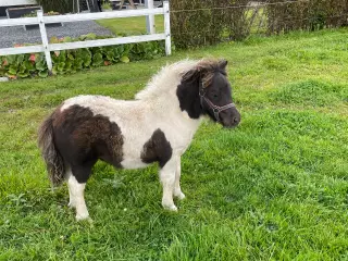 Shetlænder hoppeføl