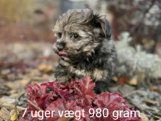 Allergivenlig taskehund