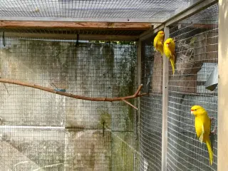 Gule springparakitter
