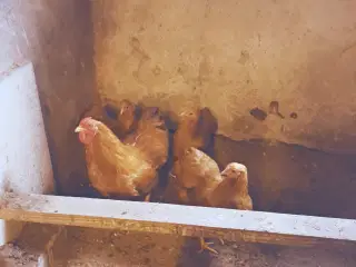 Dværghøns wyandotter gule