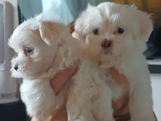 2 skønne hanhvalpe søger kærlige hjem fra d.16 nov