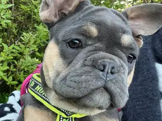 Fransk bulldog hvalp